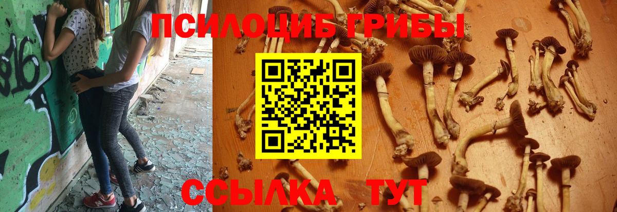 Псилоцибиновые грибы GOLDEN TEACHER Чернушка